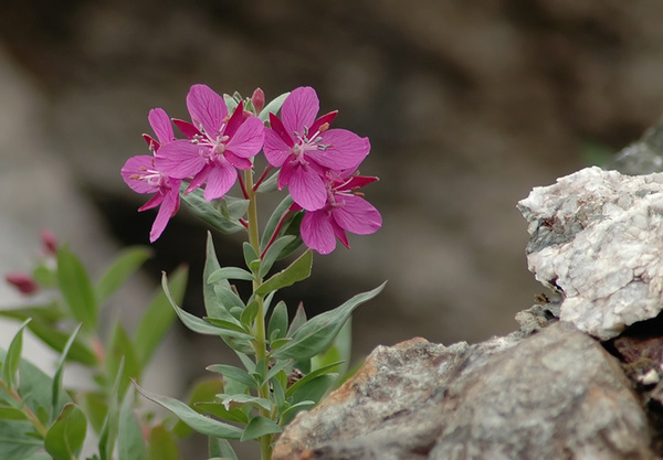 Montane Fireweed - Canada