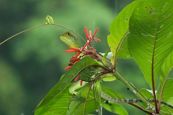 Green Iguana in the rain - Costa Rica