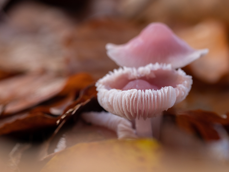  - Funghi