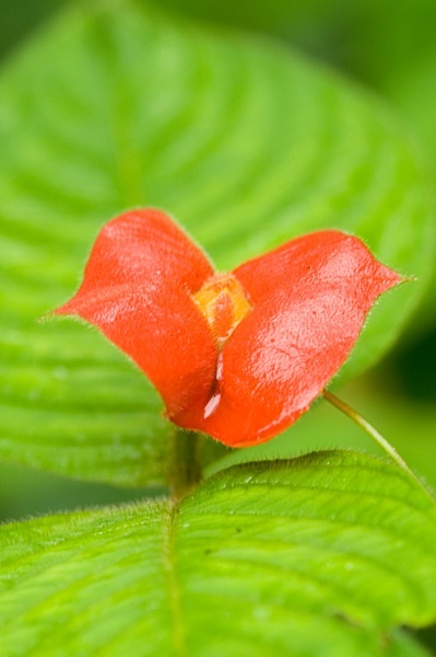 Lipstick flower - Costa Rica