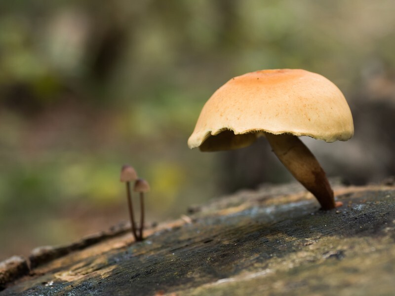  - Funghi