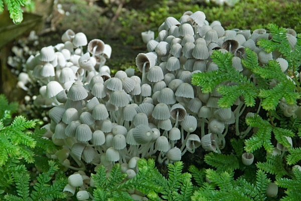 A bunch of mushrooms - Costa Rica