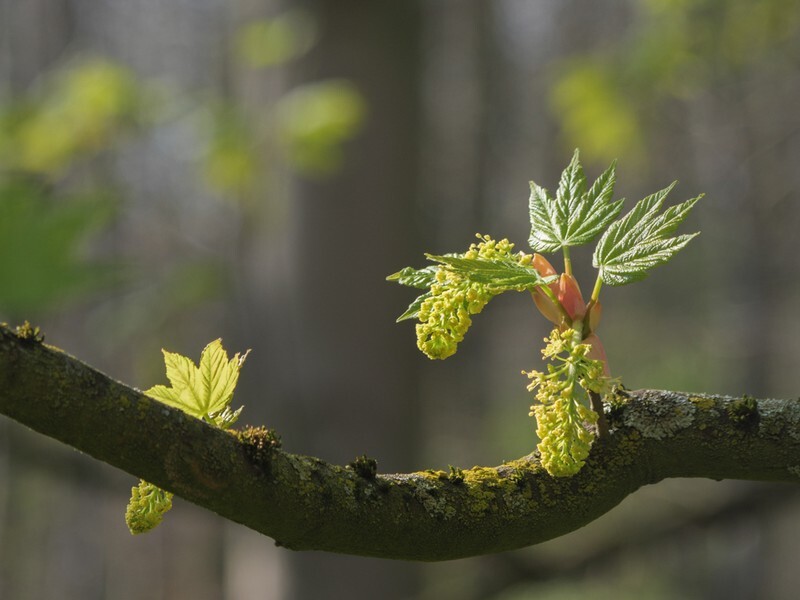  - Flora