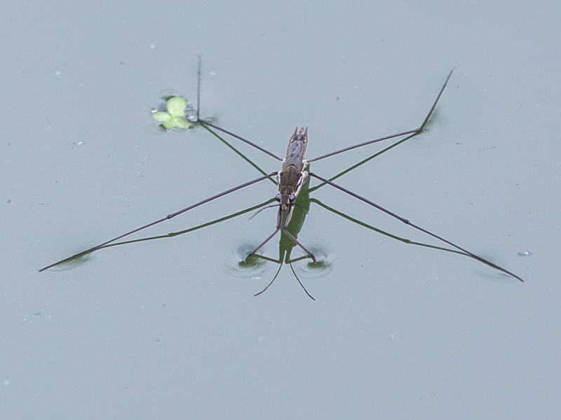  - Little critters