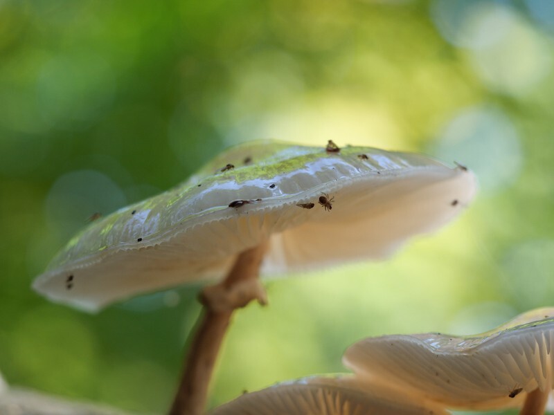  - Funghi