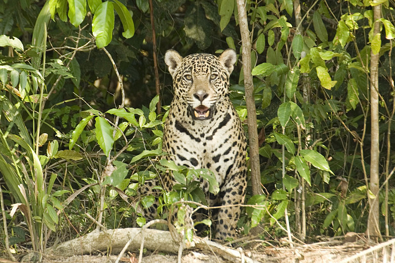  - Pristine Pantanal, Brasil