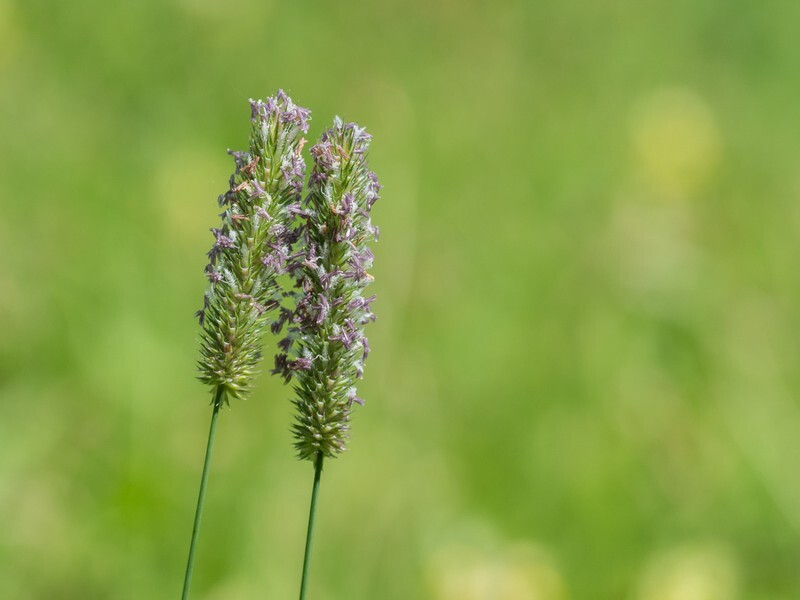  - Flora