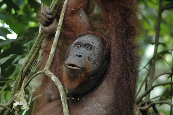 Let me pose for you... - Malaysian Borneo.