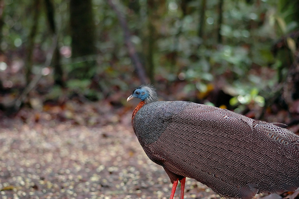 More often heard than seen... - Malaysian Borneo.