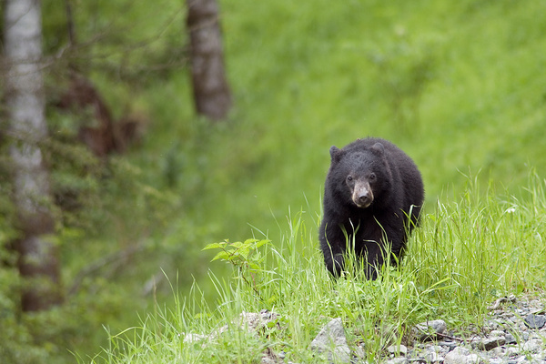 Black bear cub. - Canada