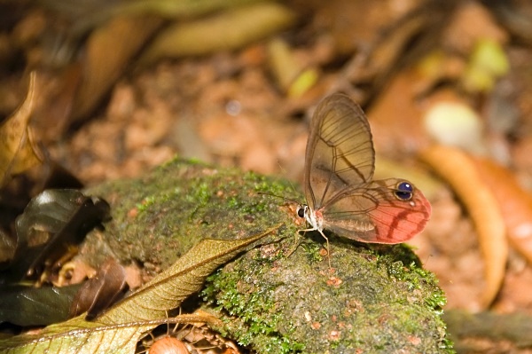 Transparent Butterfly - Costa Rica