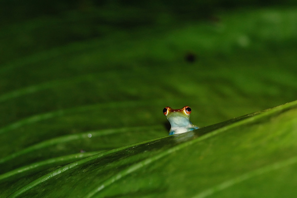 What's this disturbance...? - Malaysian Borneo.