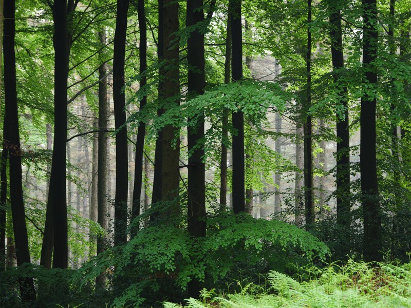  - Landscape