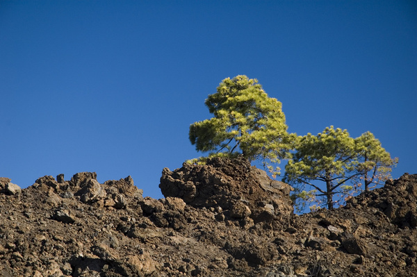 Green on blue... - Impressions of Tenerife