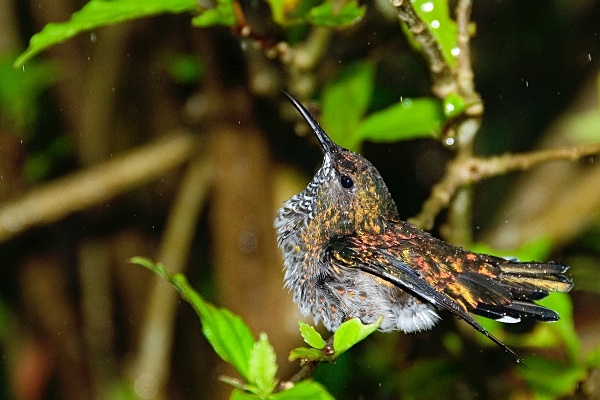 Little Hummingbird in the rain. - Costa Rica