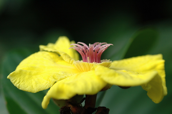 Rainforest flower. - Malaysian Borneo.