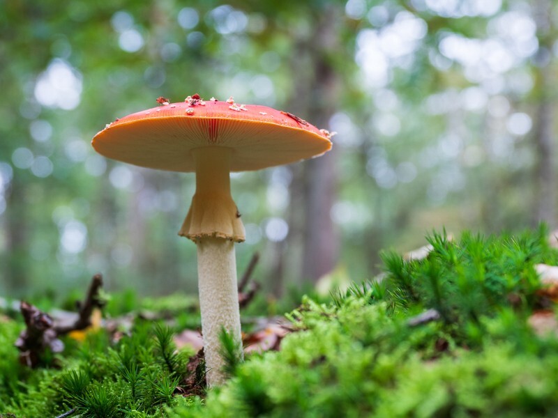  - Funghi