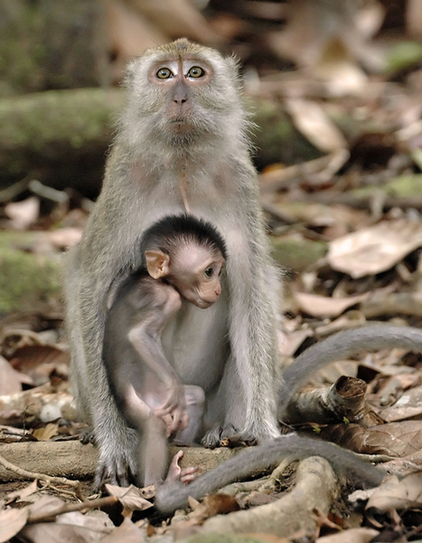 Long tail macaque family. - Malaysian Borneo.