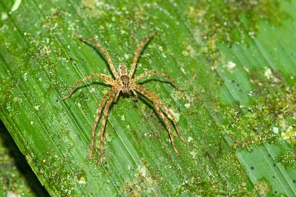 Wolf Spider - Costa Rica