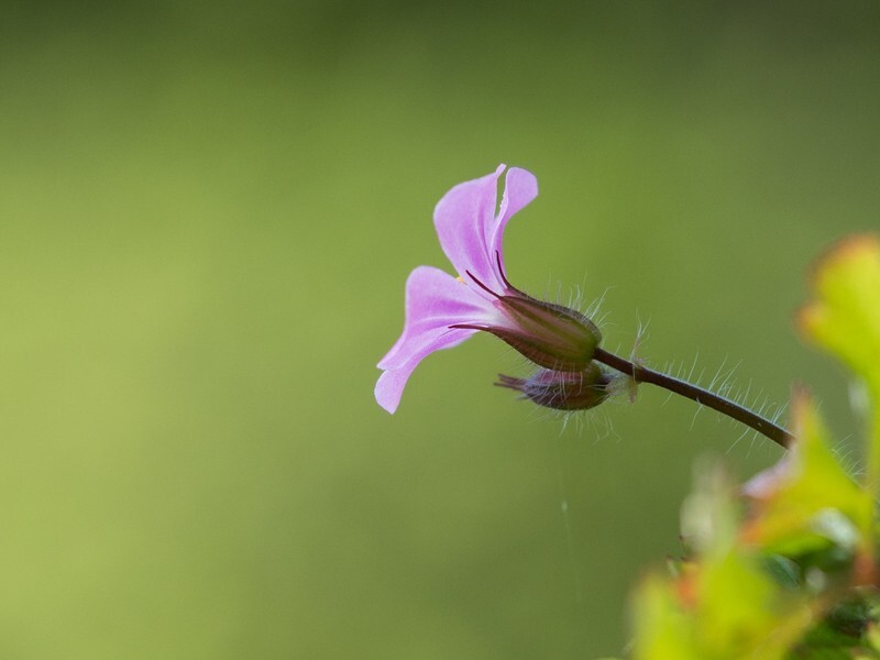  - Flora