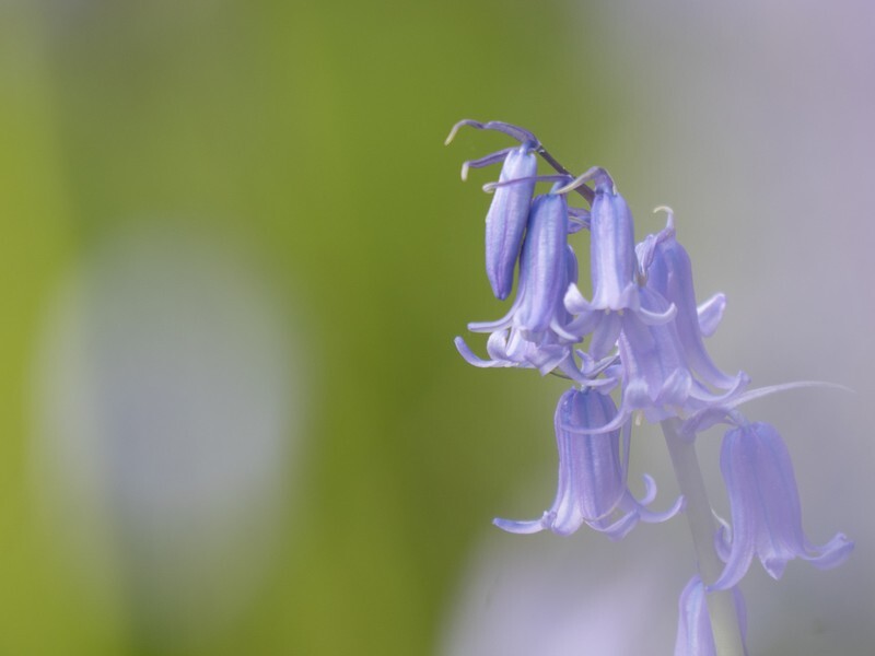  - Flora