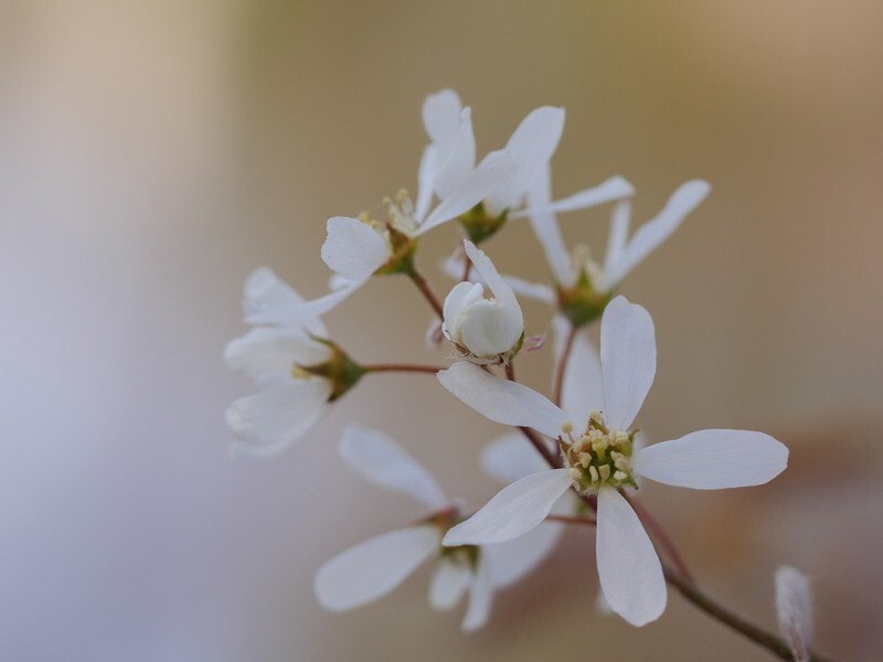  - Flora
