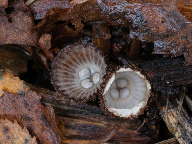 - Funghi