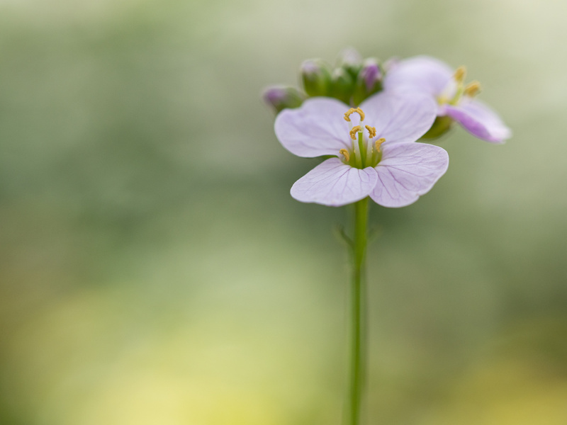  - Flora
