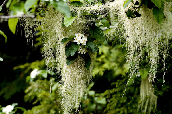 Spanish moss - Canada