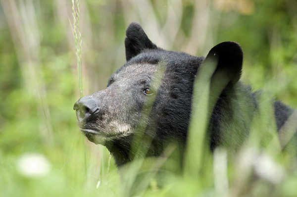Black bear close-up. - Canada