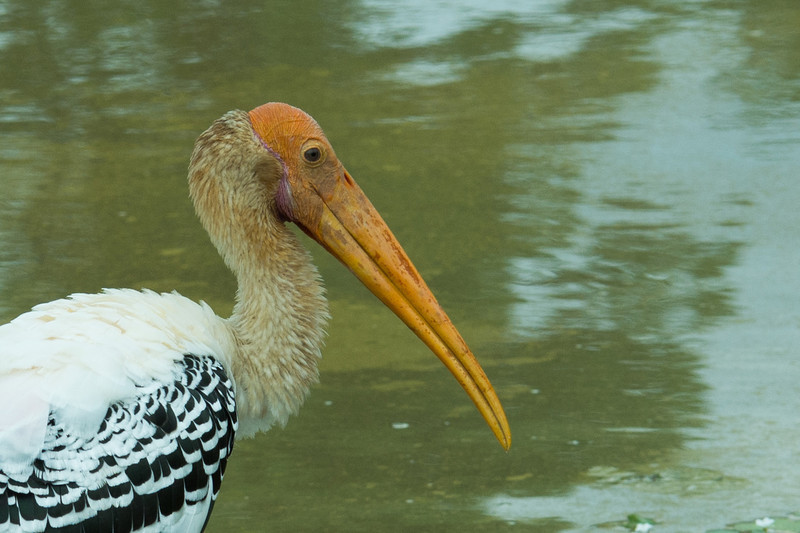  - Sri Lanka, wonderful wildlife experience.