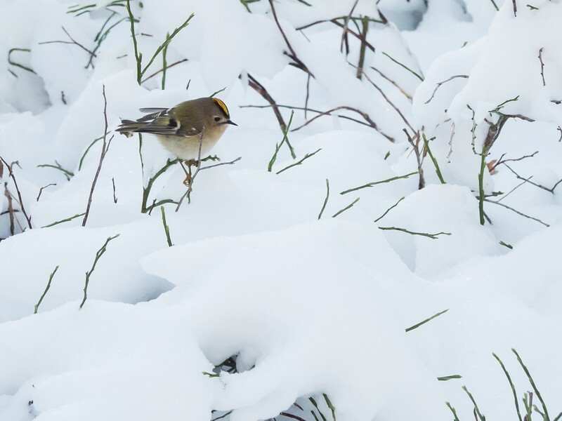  - Birds