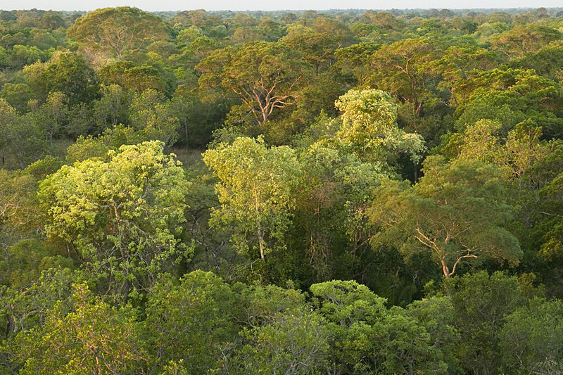  - Pristine Pantanal, Brasil