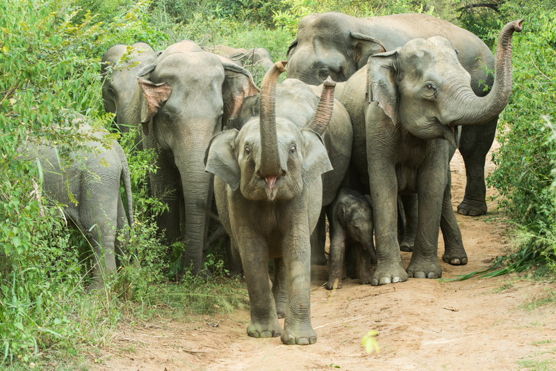  - Sri Lanka, wonderful wildlife experience.