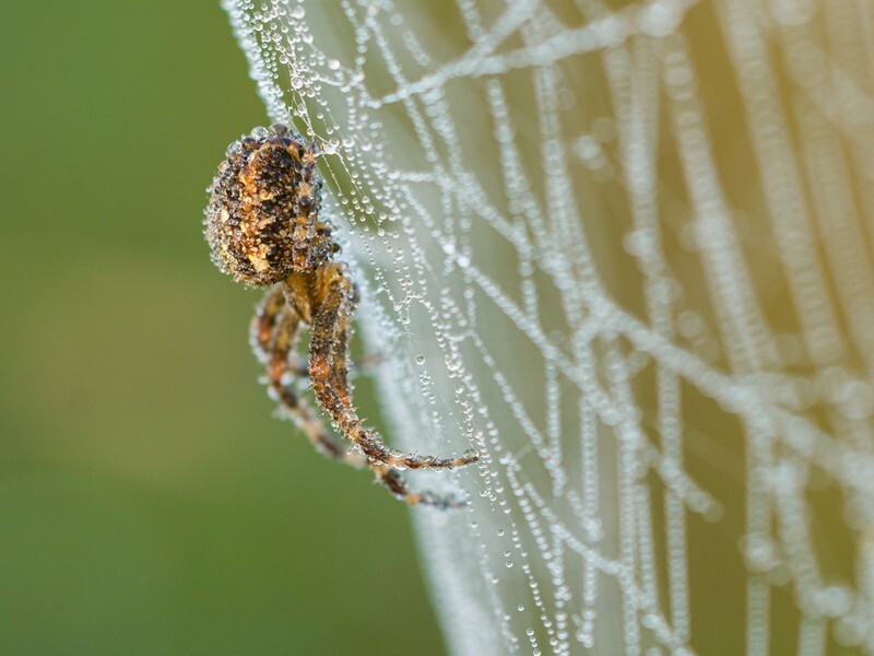  - Little critters