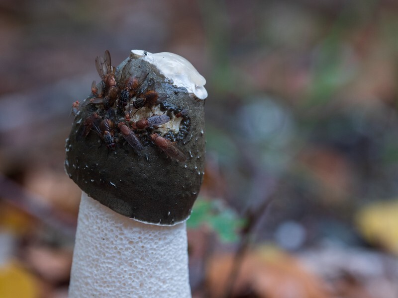  - Funghi