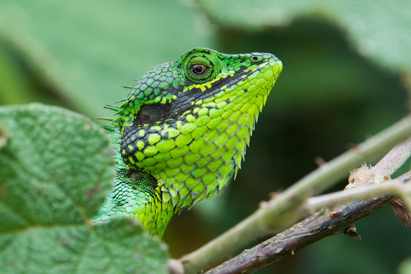  - Sri Lanka, wonderful wildlife experience.
