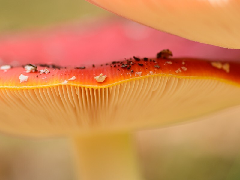  - Funghi