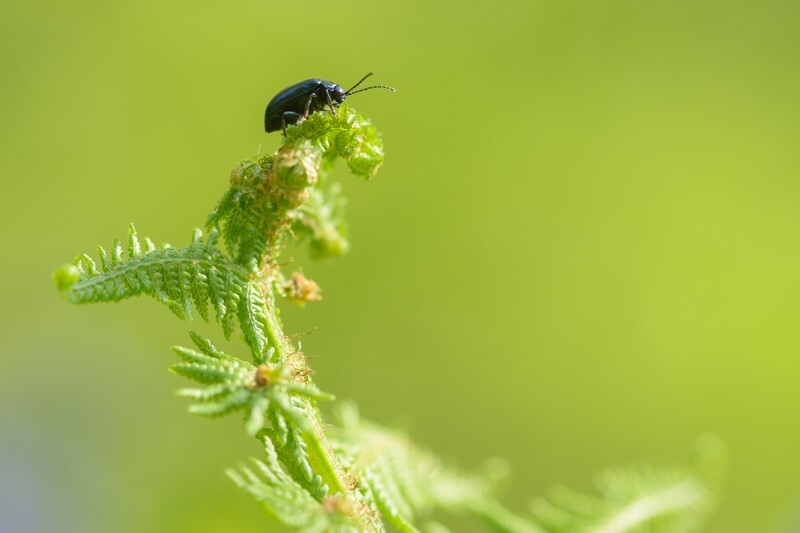  - Little critters