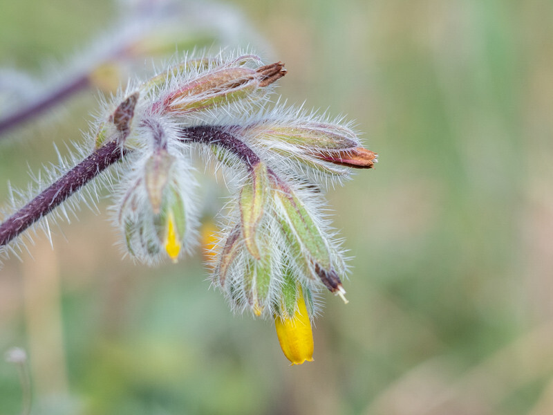 - Early Spring on Crete