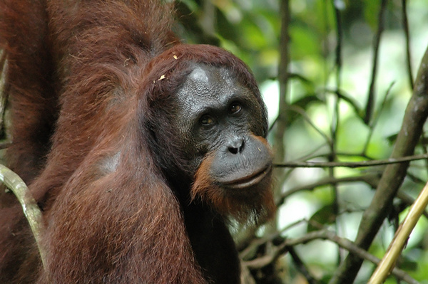 Orangutan close-up. - Malaysian Borneo.