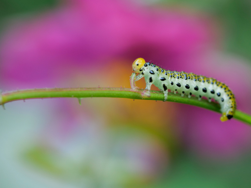  - Little critters