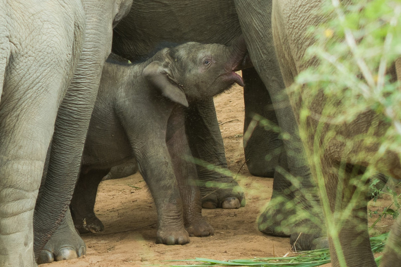  - Sri Lanka, wonderful wildlife experience.