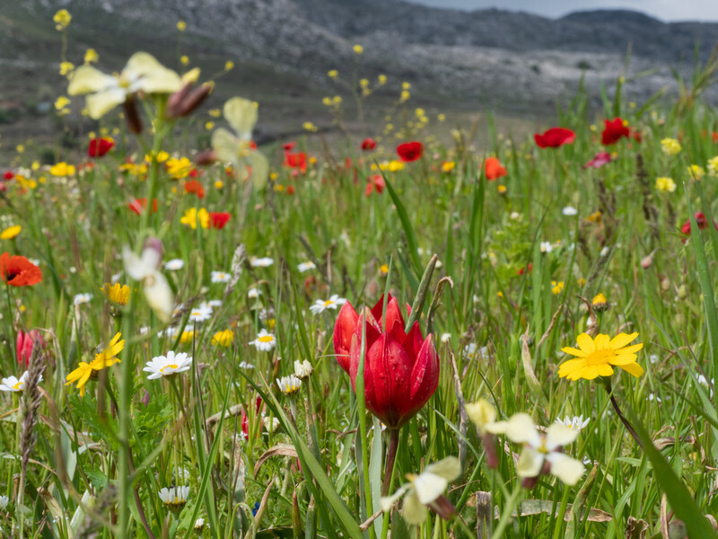  - Early Spring on Crete