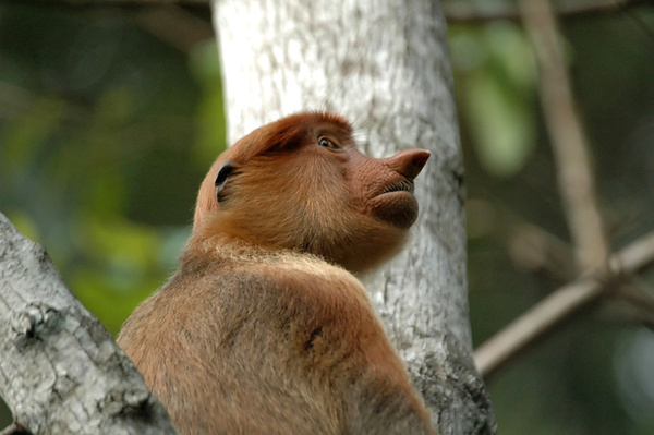 With her nose in the air. - Malaysian Borneo.