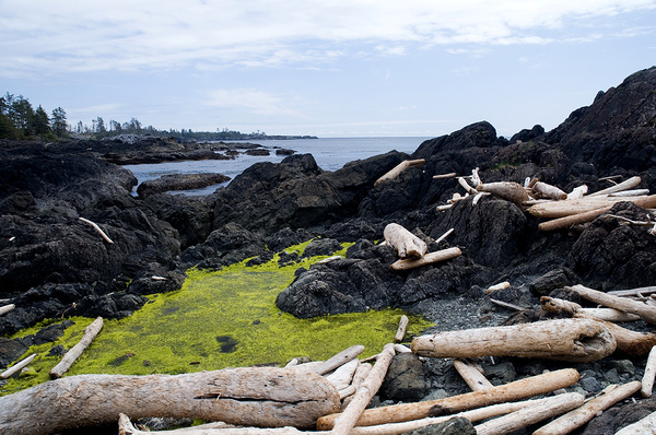 Driftwood - Canada