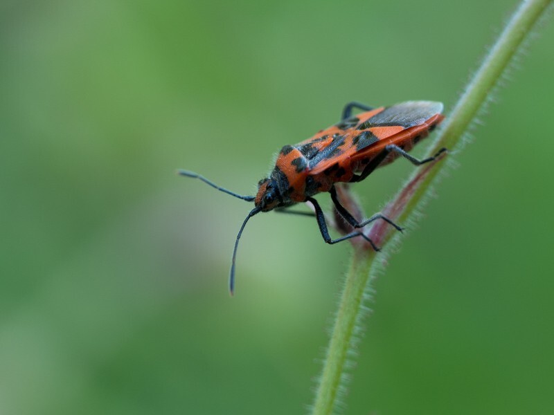  - Little critters