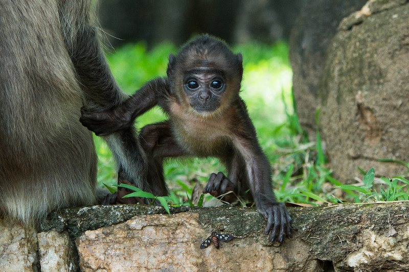  - Sri Lanka, wonderful wildlife experience.
