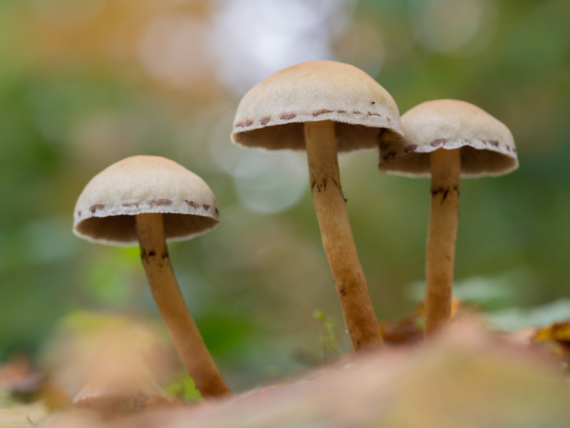  - Funghi