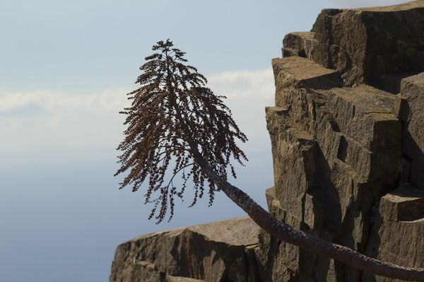 Flowers are gone... - Impressions of Tenerife